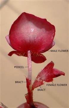  Male and Female Flowers